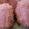 Teddy with blanket and pillow - Trunte
5