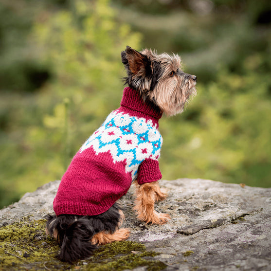 Yorkshire Terrier - Pull pour Chien
3