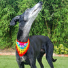 Dandy - Dog Bandana
3