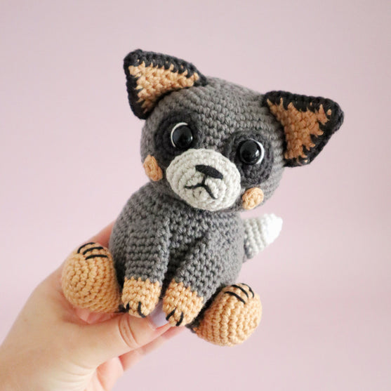 Buddy the Blue Heeler
3