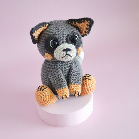 Buddy the Blue Heeler
6