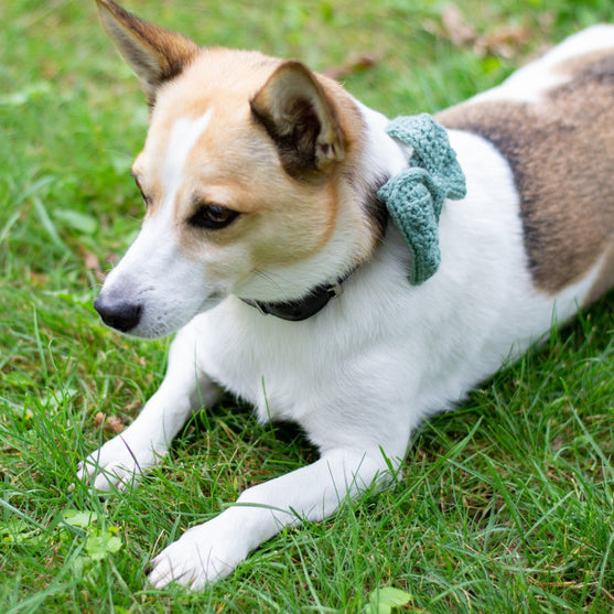 Wow Bow - Dog bow
3