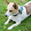 Wow Bow - Dog bow
3