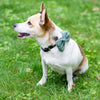 Wow Bow - Dog bow
1