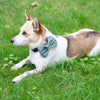 Wow Bow - Dog bow
2