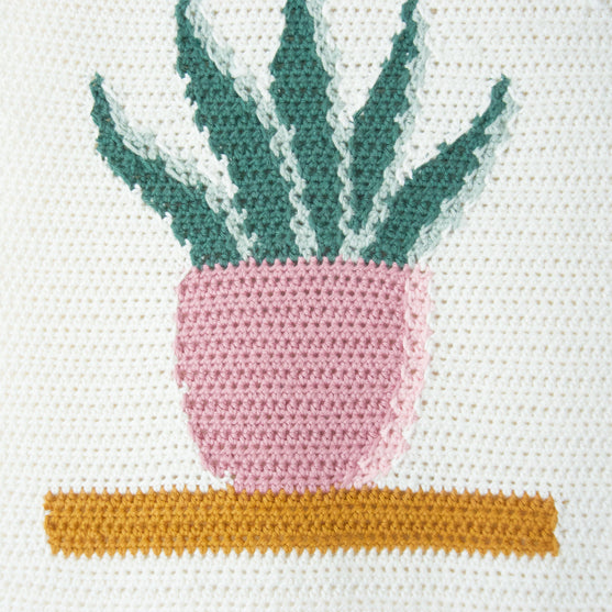 Snake Plant - Hanging
6