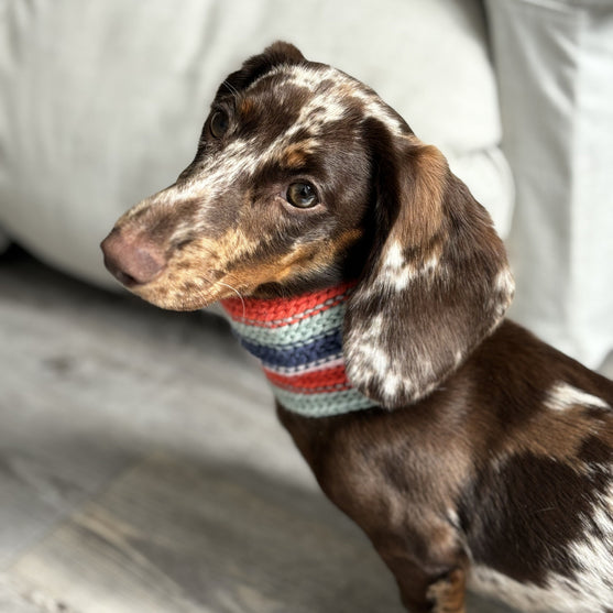 Wes - Dog Scarf
2