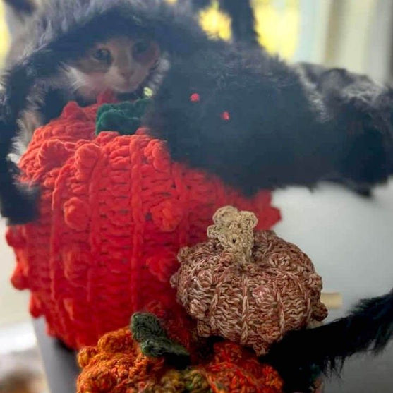 Bobble Pumpkins - Decoration
7