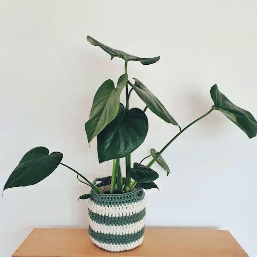 June - Panier à Plante
3