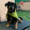 

Cuddly Wrap - Bandana pour Chien
5
