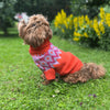

Bichon Havanais - Pull Chien
1