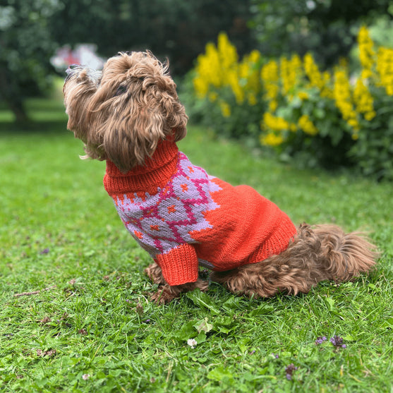 

Bichon Havanais - Pull Chien
1