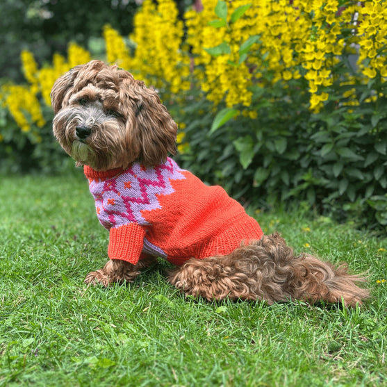 

Bichon Havanais - Pull Chien
2
