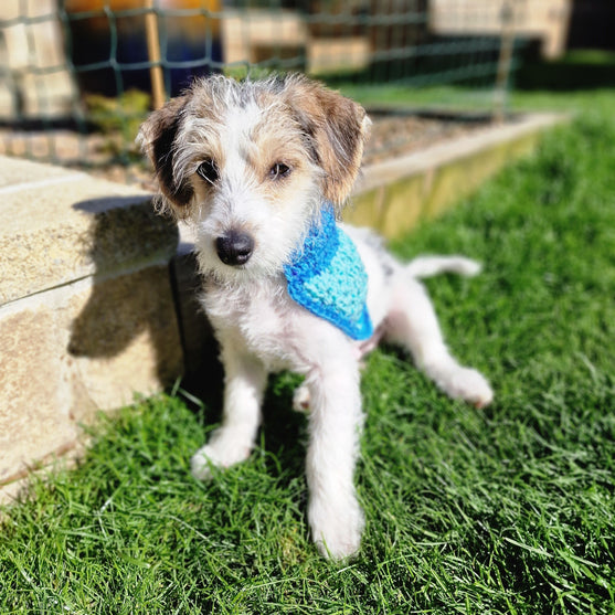 

Alfie - Bandana & Matching Poop Bag Holder
3