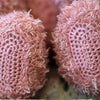 

Teddy with blanket and pillow - Trunte
5
