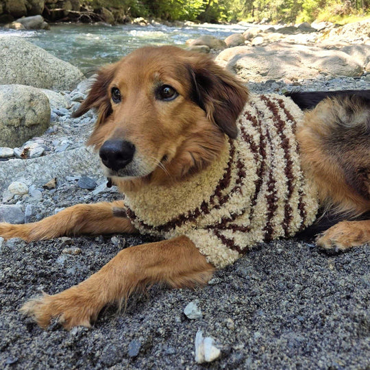 Stevie - Dog Sweater